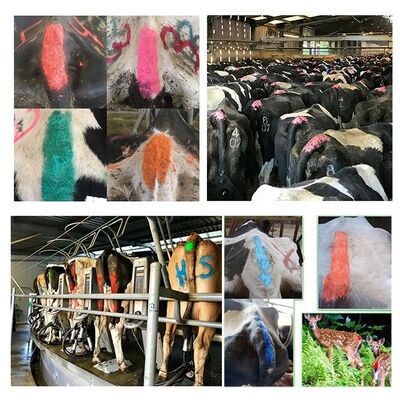 AEROPAK Liquid Coating Water-based Eco-friendly Washable Non Toxic Sheep Cattle Pig Tail Marking Spray Paint 500ml